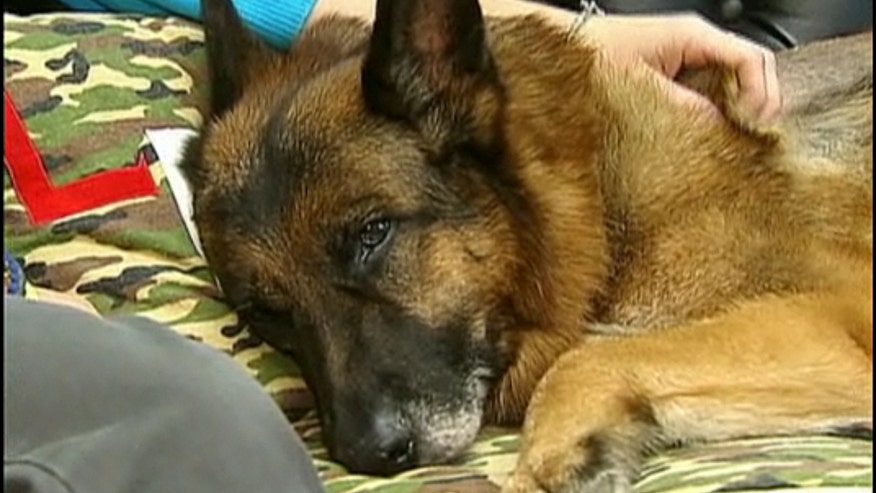 Military Dog Lex